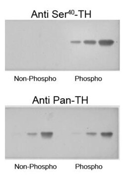 Tyrosine Hydroxylase, p Ser40 Antibody, Novus Biologicals 0.1mL; Unlabeled:Antibodies,
